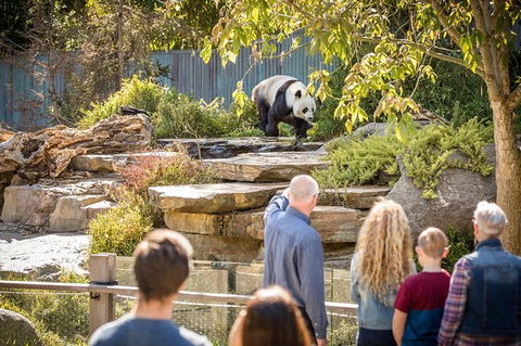 Adelaide Zoo Behind The Scenes Experience: Panda And Friends Tour - Accommodation Port Macquarie 0
