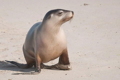 2-Day Kangaroo Island 4WD Small-Group Tour From Adelaide - Accommodation Port Macquarie 0