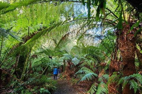 3-Day Adelaide To Melbourne Tour Including The Great Ocean Road - Accommodation Port Macquarie 6