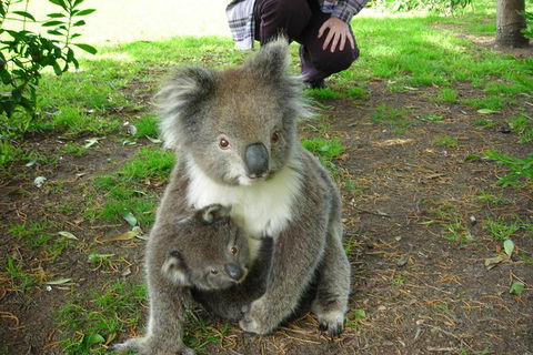 3-Day Adelaide To Melbourne Tour Including The Great Ocean Road - Accommodation Port Macquarie 8