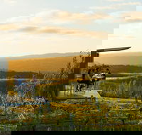 The Lane Vineyard Panorama Private Wine Tasting Experience - Accommodation Port Macquarie