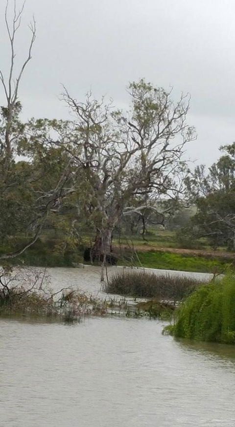 Murray River Riverboat Tour Including Lunch From Adelaide - Accommodation Port Macquarie 2