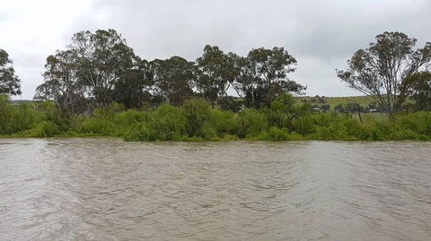 Murray River Riverboat Tour Including Lunch From Adelaide - Accommodation Port Macquarie 10