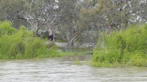 Murray River Riverboat Tour Including Lunch From Adelaide - Accommodation Port Macquarie 4