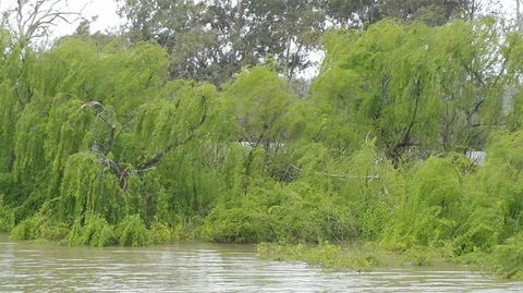 Murray River Riverboat Tour Including Lunch From Adelaide - Accommodation Port Macquarie 5