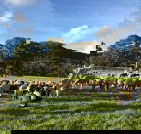 Alpaca Farm 2 hour Tour - Accommodation Port Macquarie