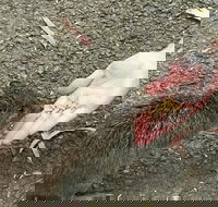 Food Tours Australia Cleland Wildlife Tour - Accommodation Port Macquarie