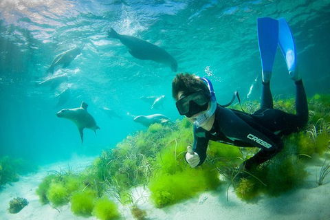 Half-Day Sea Lion Snorkeling Tour From Port Lincoln - Accommodation Port Macquarie 0