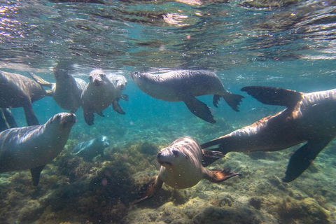 Half-Day Sea Lion Snorkeling Tour From Port Lincoln - Accommodation Port Macquarie 2