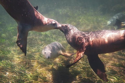 Half-Day Sea Lion Snorkeling Tour From Port Lincoln - Accommodation Port Macquarie 6