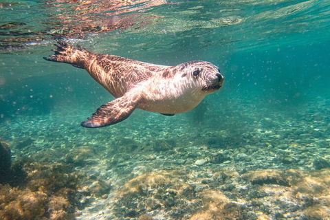 Half-Day Sea Lion Snorkeling Tour From Port Lincoln - Accommodation Port Macquarie 4