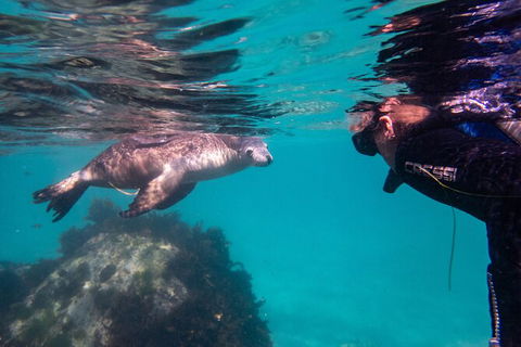 Half-Day Sea Lion Snorkeling Tour From Port Lincoln - Accommodation Port Macquarie 5