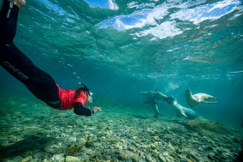 Half-Day Sea Lion Snorkeling Tour From Port Lincoln - Accommodation Port Macquarie 1