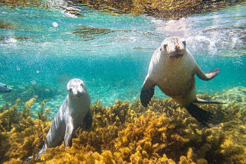 Half-Day Sea Lion Snorkeling Tour From Port Lincoln - Accommodation Port Macquarie 7
