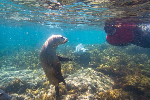 Half-Day Sea Lion Snorkeling Tour From Port Lincoln - Accommodation Port Macquarie 3