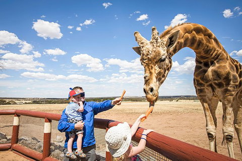 Giraffe Safari And A Day At Monarto Safari Park - Accommodation Port Macquarie 0
