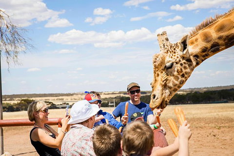 Giraffe Safari And A Day At Monarto Safari Park - Accommodation Port Macquarie 1