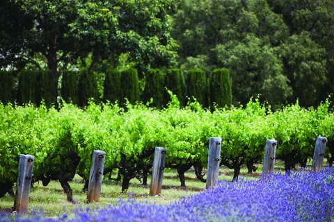 Ultimate Penfolds Magill Estate Experience - Accommodation Port Macquarie 4
