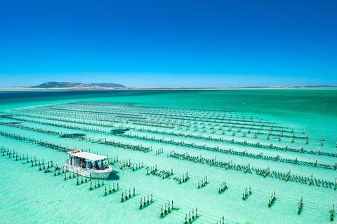 Experience Coffin Bay Short And Sweet Oyster Farm Tour - Accommodation Port Macquarie 5