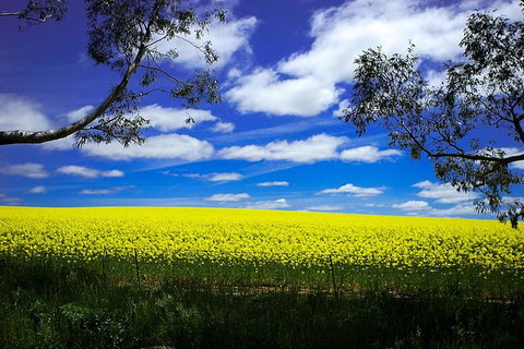 Get UnCorked In Clare Valley Tour From Adelaide - Accommodation Port Macquarie 8