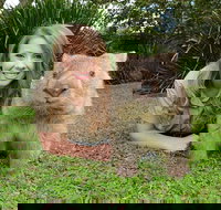 Croc Express to Australia Zoo from Brisbane - Accommodation Port Macquarie