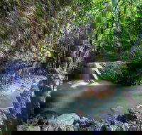 Springbrook andTamborine Rainforest Tour Incl Natural Bridge and Glow Worm Cave - Accommodation Port Macquarie