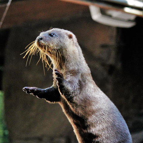 3-Day Fraser Island Resort Package - Accommodation Port Macquarie 4