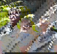 Koala Cuddle Adventure Croc 2 - Accommodation Port Macquarie