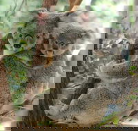 Lone Pine Koala Sanctuary Day Pass - Accommodation Port Macquarie