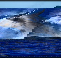 Whale Watching Cruise from Redcliffe Brisbane or the Sunshine Coast - Accommodation Port Macquarie