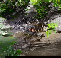 Whitsunday Crocodile Safari including Lunch - Accommodation Port Macquarie