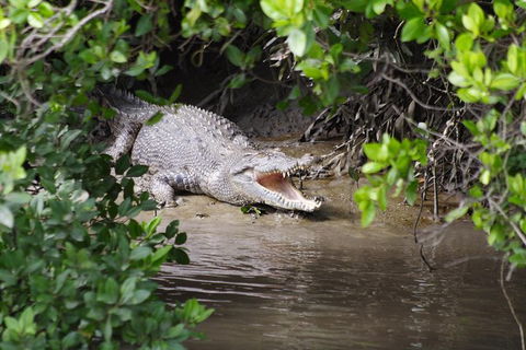 Whitsunday Crocodile Safari Including Lunch - Accommodation Port Macquarie 0