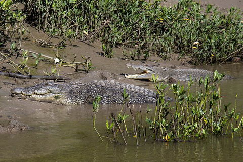 Whitsunday Crocodile Safari Including Lunch - Accommodation Port Macquarie 8