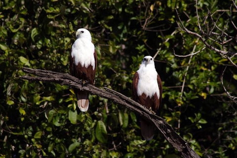 Whitsunday Crocodile Safari Including Lunch - Accommodation Port Macquarie 4