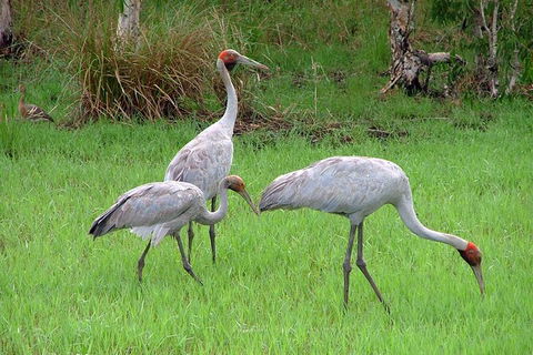 Whitsunday Crocodile Safari Including Lunch - Accommodation Port Macquarie 9