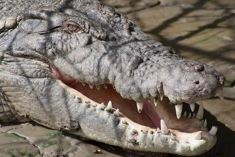 Whitsunday Crocodile Safari Including Lunch - Accommodation Port Macquarie 11