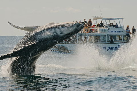 Half-Day Whale Watching And Canal Cruise From Surfers Paradise - Accommodation Port Macquarie 3