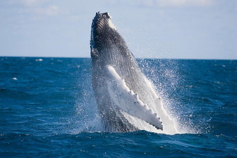 Half-Day Whale Watching And Canal Cruise From Surfers Paradise - Accommodation Port Macquarie 5