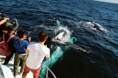 Half-Day Whale Watching And Canal Cruise From Surfers Paradise - Accommodation Port Macquarie 2