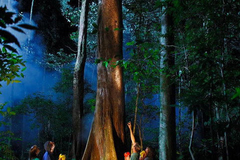 Daintree Rainforest Night Walk From Cape Tribulation - Accommodation Port Macquarie 1