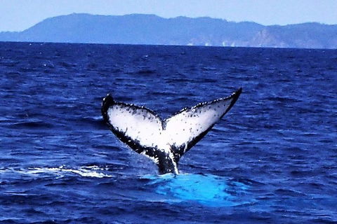 3 Day Whitsundays Sailing And Diving Adventure: Kiana - Accommodation Port Macquarie 5