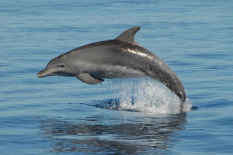 Fraser Island & Dolphin Sailing Adventure - Accommodation Port Macquarie 1