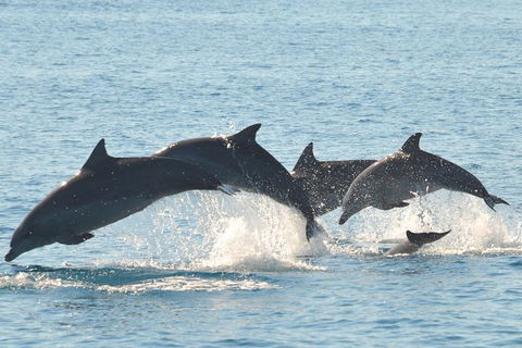 Fraser Island & Dolphin Sailing Adventure - Accommodation Port Macquarie 5