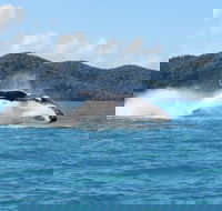 Whitsundays Whale Watching Cruise from Airlie Beach - Accommodation Port Macquarie