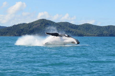 Whitsundays Whale Watching Cruise From Airlie Beach - Accommodation Port Macquarie 0