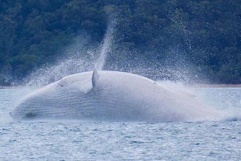 Whitsundays Whale Watching Cruise From Airlie Beach - Accommodation Port Macquarie 1