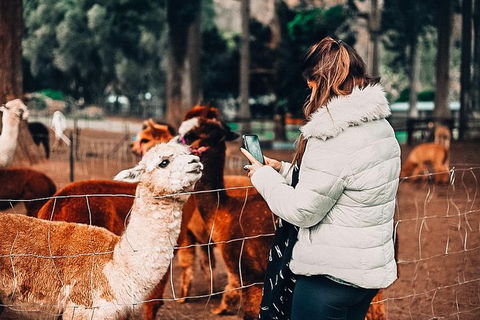 O\'Reilly\'s & Lamington National Park Incl. Alpaca Farm + Vineyard - Accommodation Port Macquarie 4