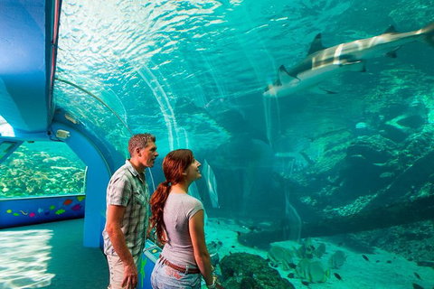 Reef HQ Great Barrier Reef Aquarium General Entry Ticket - Accommodation Port Macquarie 1