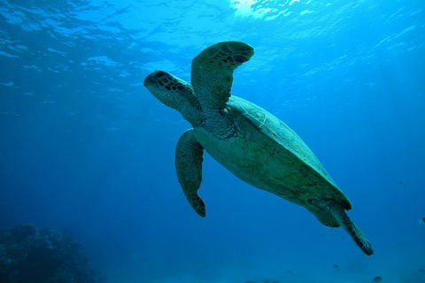 Great Barrier Reef Dive And Snorkel Cruise From Mission Beach - Accommodation Port Macquarie 7