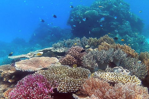 Great Barrier Reef Dive And Snorkel Cruise From Mission Beach - Accommodation Port Macquarie 4